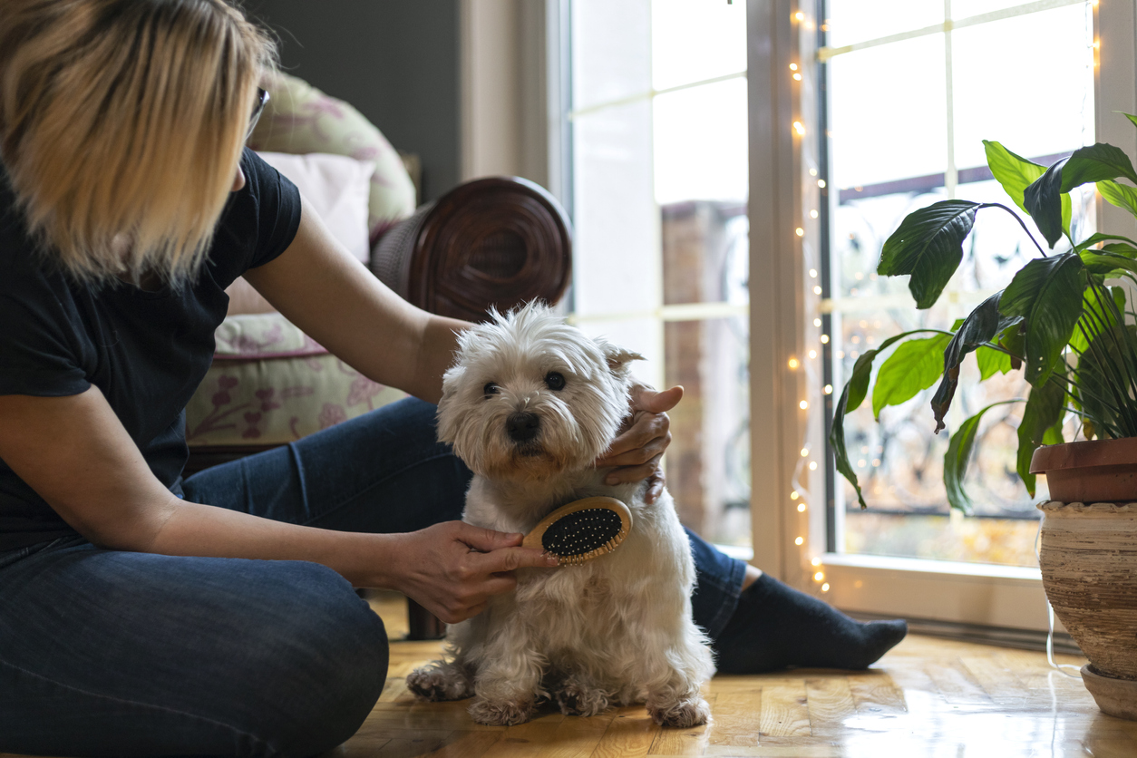 A woman grooming her dog at home.