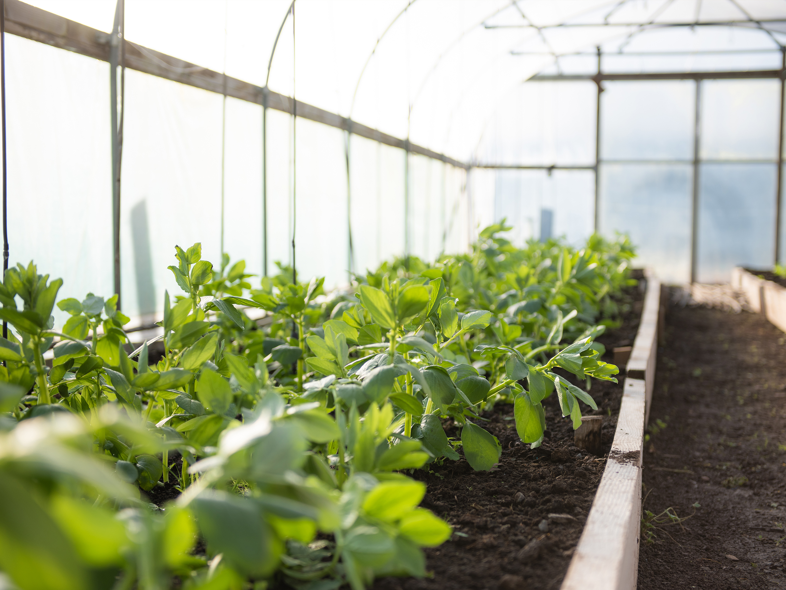 Polytunnels